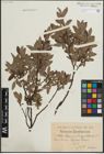 Foto von Salix lapponum L. x Salix myrtilloides L.
